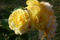 DSCN0867-RS