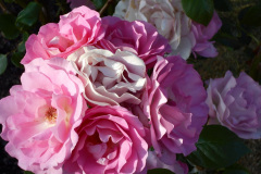 DSCN0876-RS