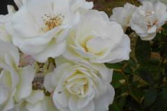 DSCN0893-RS