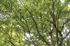 GreenTree-MG-RS